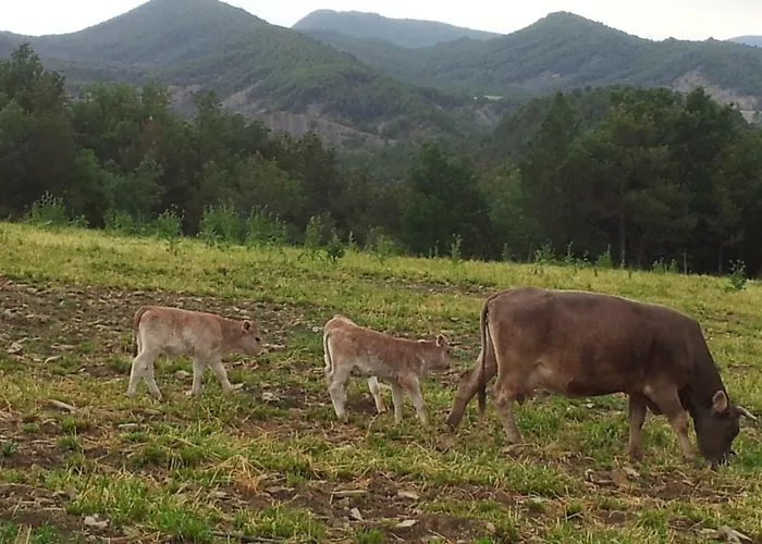 Casa Encuentra, En El Pirineo Al Lado De Ainsa El Pueyo de Araguás